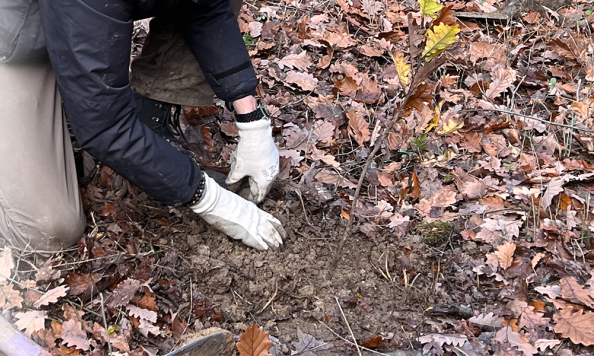 Tree Planting Secheron